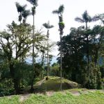 Ciudad Perdida - green trees on green grass field during daytime