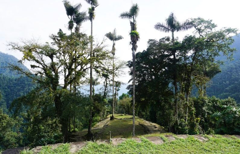 Ciudad Perdida - green trees on green grass field during daytime