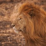 Serengeti Wildlife - brown lion