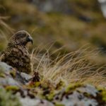 Fiordland National - a bird is perched on a mossy rock