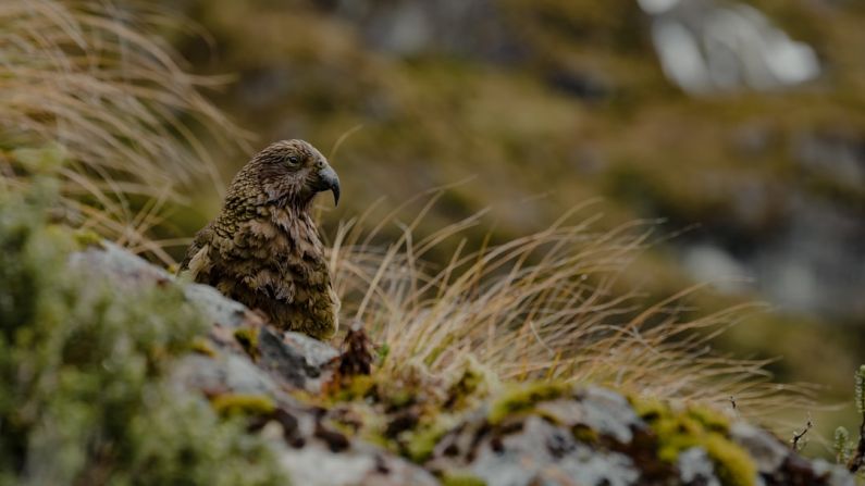 Fiordland National - a bird is perched on a mossy rock