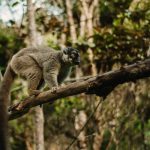 Madagascar Wildlife - a lemur on a tree branch