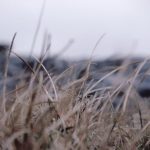 Cliffs Moher - selective focus photography of grass field