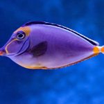 Underwater Reef - blue and orange tang fish