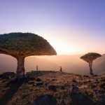 Socotra Dragon - a tree with a mountain in the background