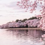 Cherry Blossoms - body of water beside cherry blossom trees