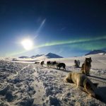 Svalbard Aurora - a group of dogs walking across a snow covered field