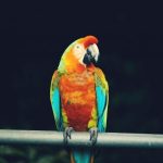 Hana Road - red and blue parrot