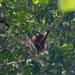 Borneo Jungle - an oranguel hanging from a tree branch in a forest