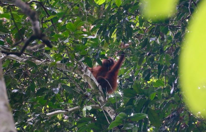 Borneo Jungle - an oranguel hanging from a tree branch in a forest
