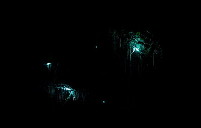 Waitomo Caves - blue light on black background