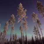 Lapland Aurora - forest trees during night