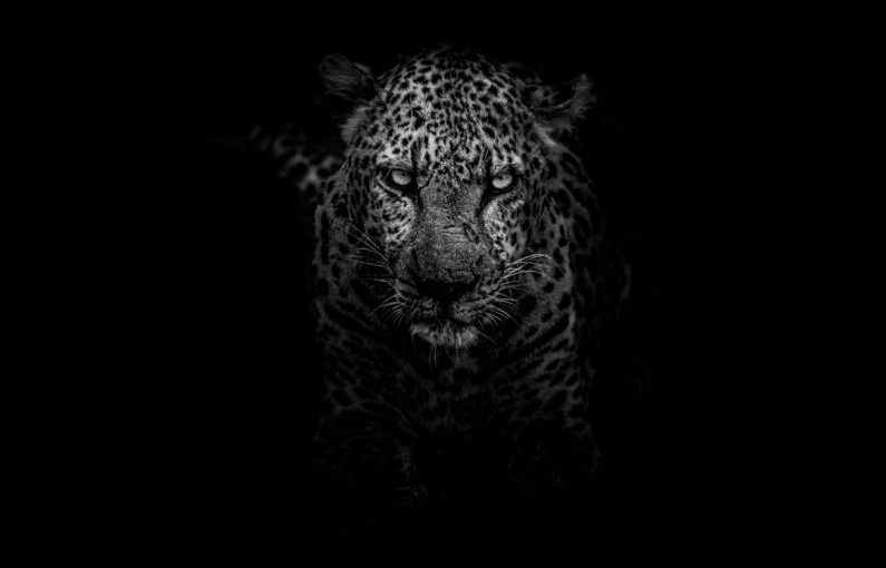 Kruger Wildlife - grayscale photo of leopard